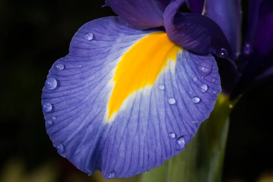 Dutch Iris