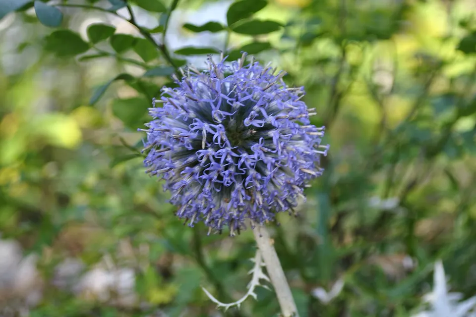 Echinops (Globe Thistle)