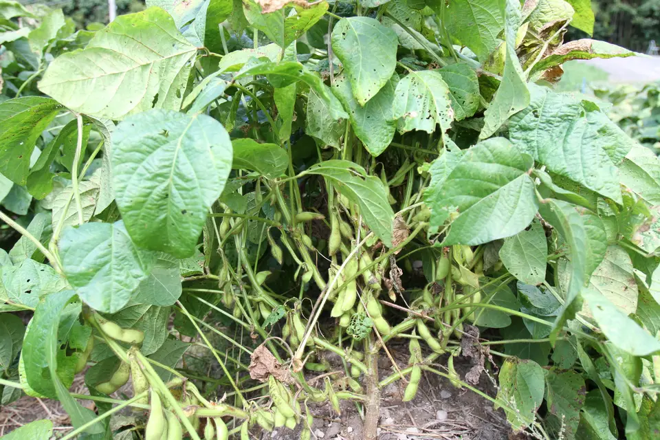 Edamame (Soybean)