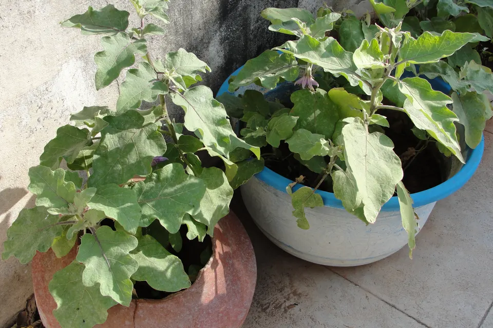 Eggplant