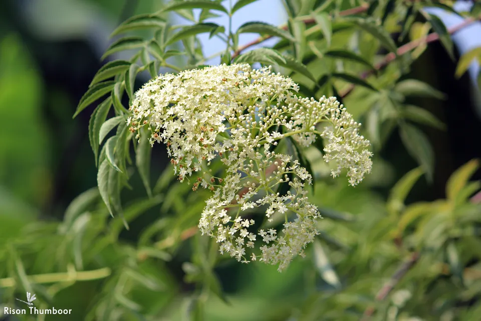 Elderberry