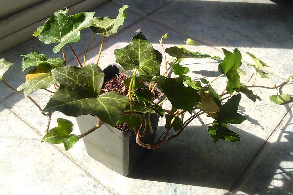 English Ivy
