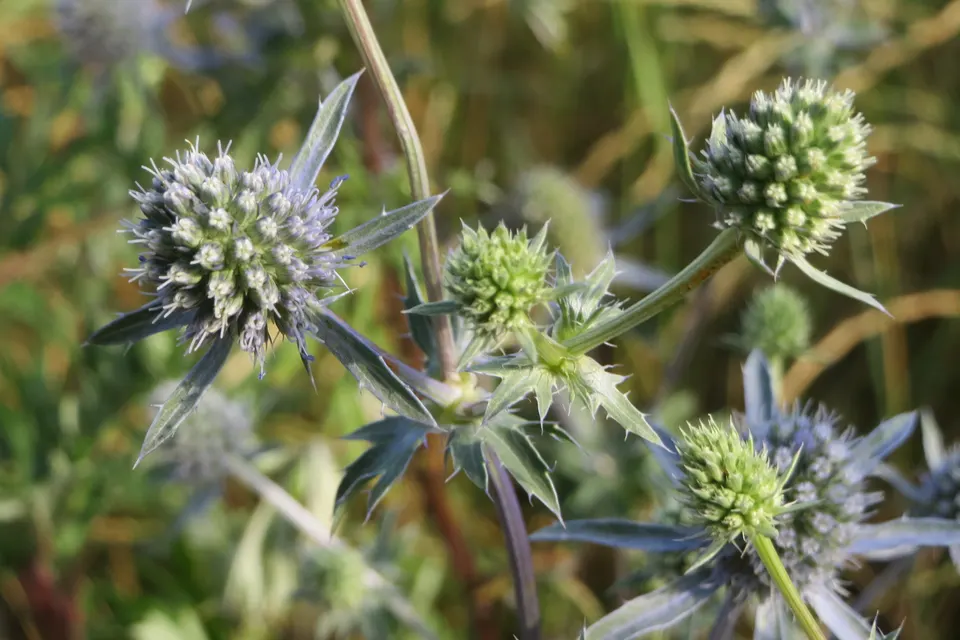 Eryngium (Sea Holly)