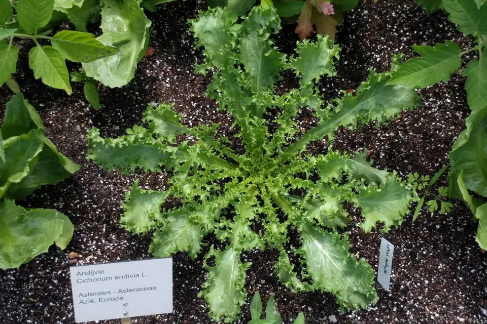 Escarole (Endive)