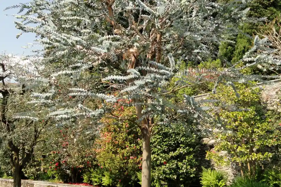 Eucalyptus