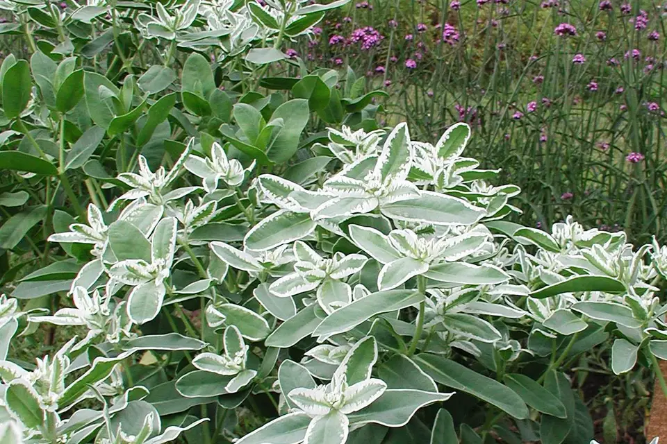 Euphorbia (Snow-on-the-Mountain)