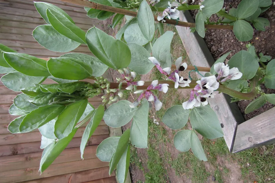 Fava Bean (Broad Bean)