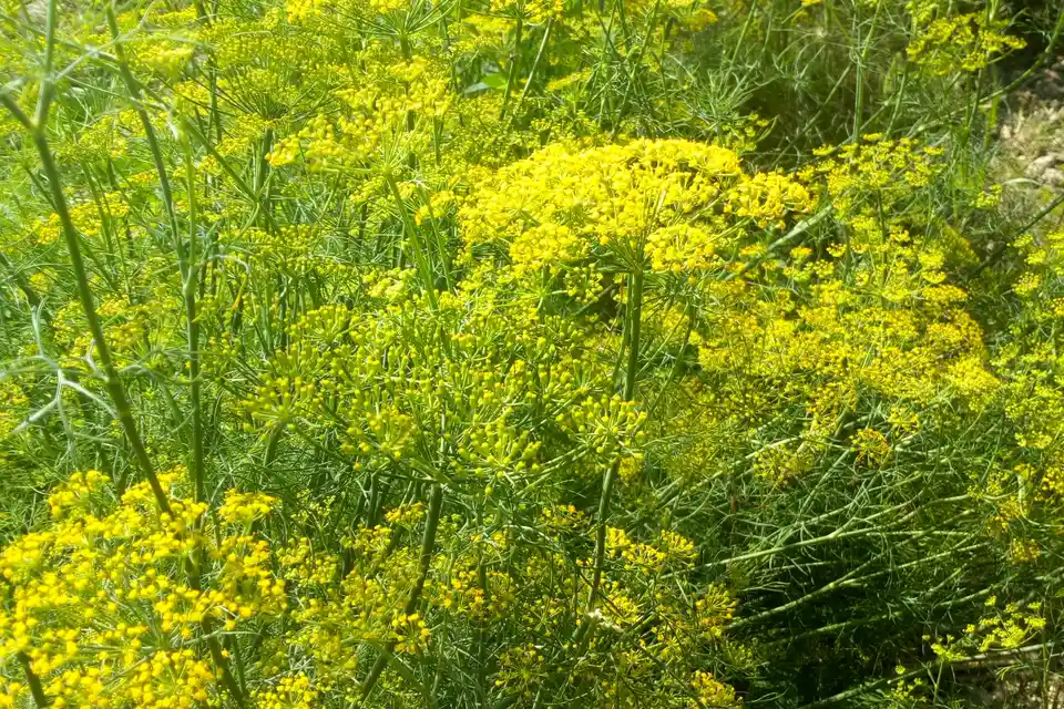 Fennel (Florence/bulbing)