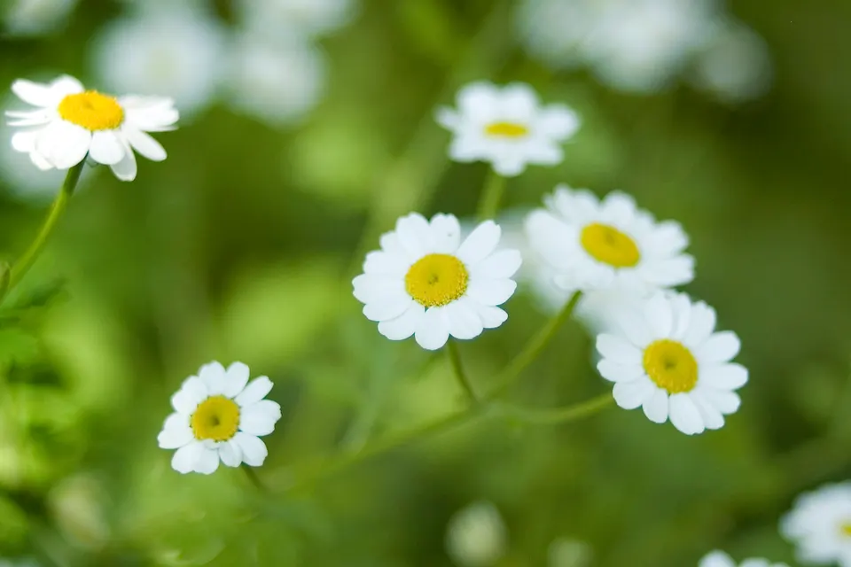 Feverfew