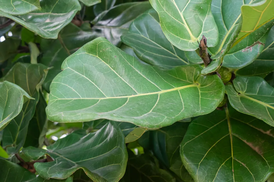 Fiddle-Leaf Fig