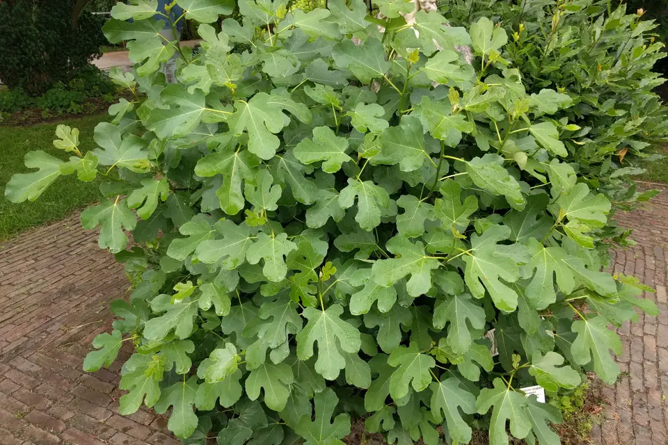 Fig