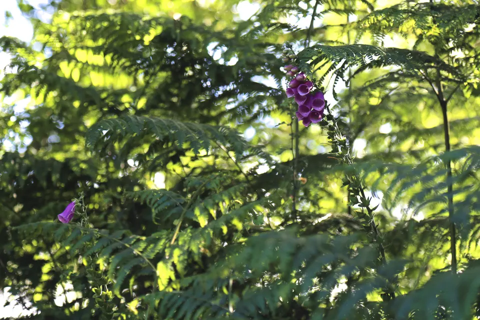 Foxglove