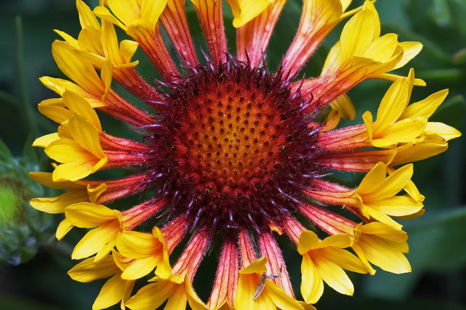 Gaillardia (Blanket Flower)