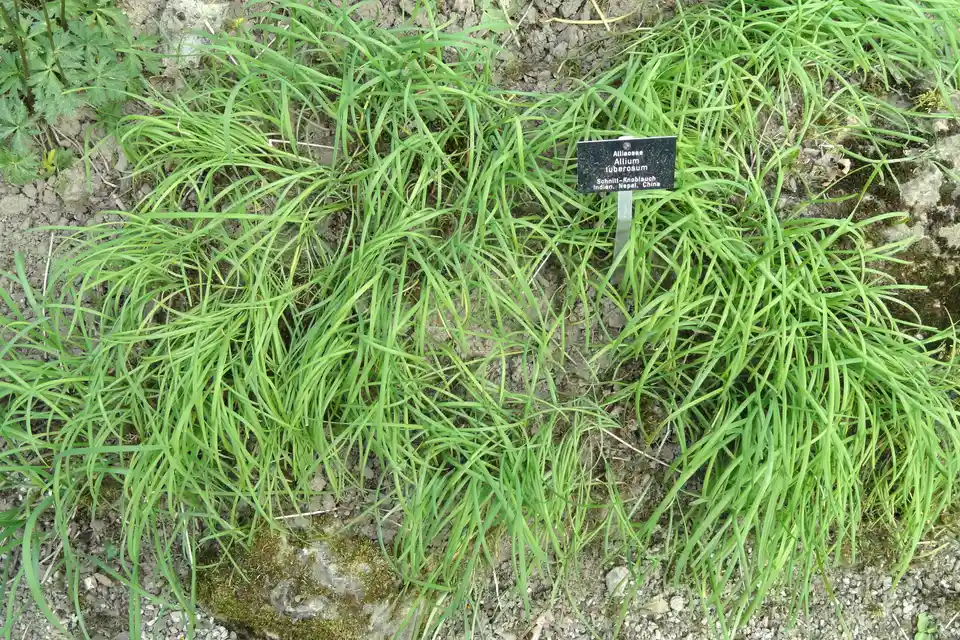Garlic Chives (Chinese Leeks)