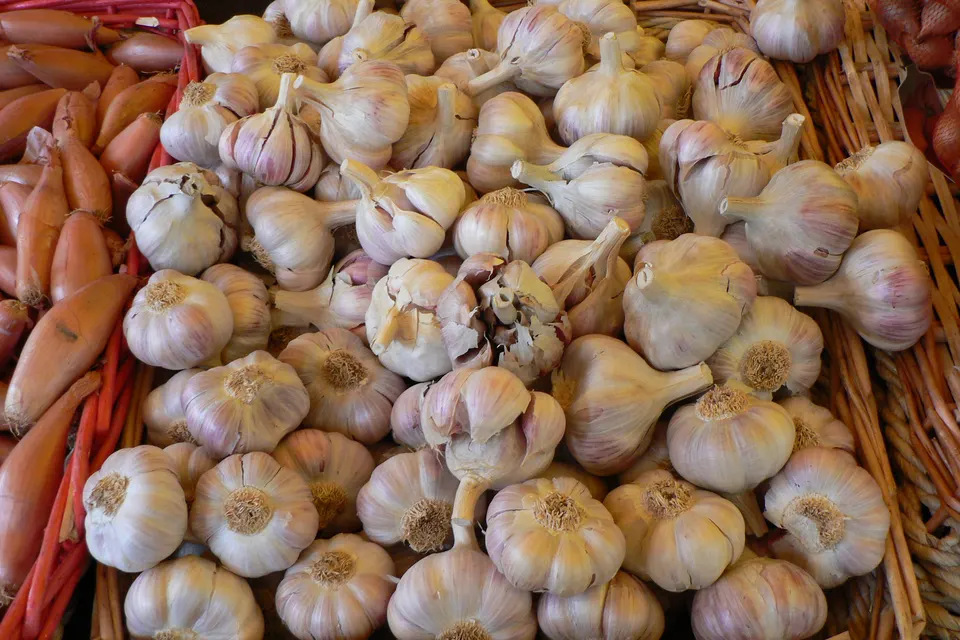 Garlic
