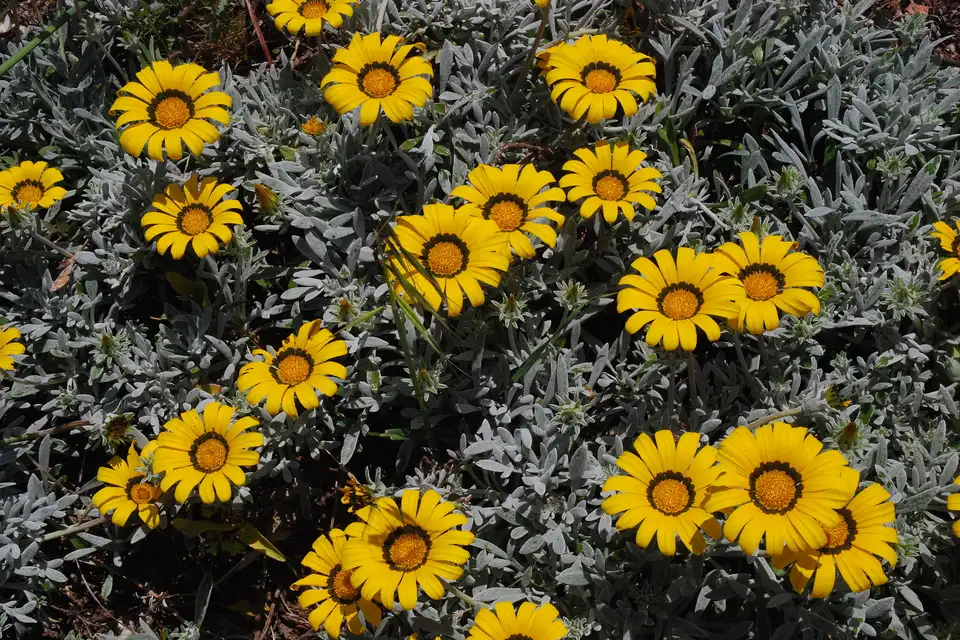 Gazania