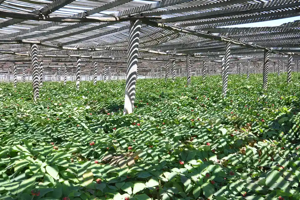 American Ginseng