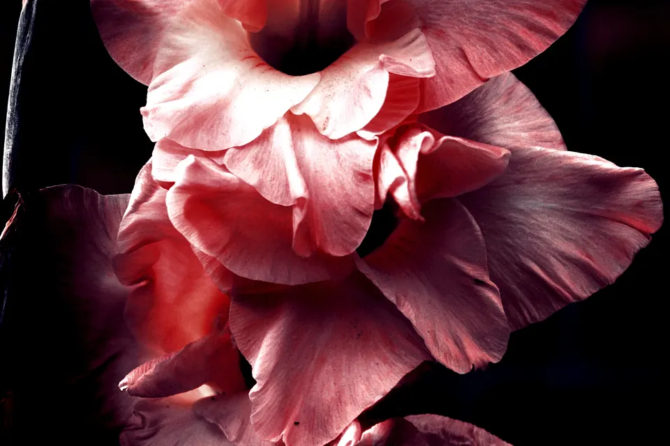 Gladiolus