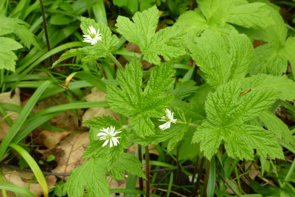Goldenseal