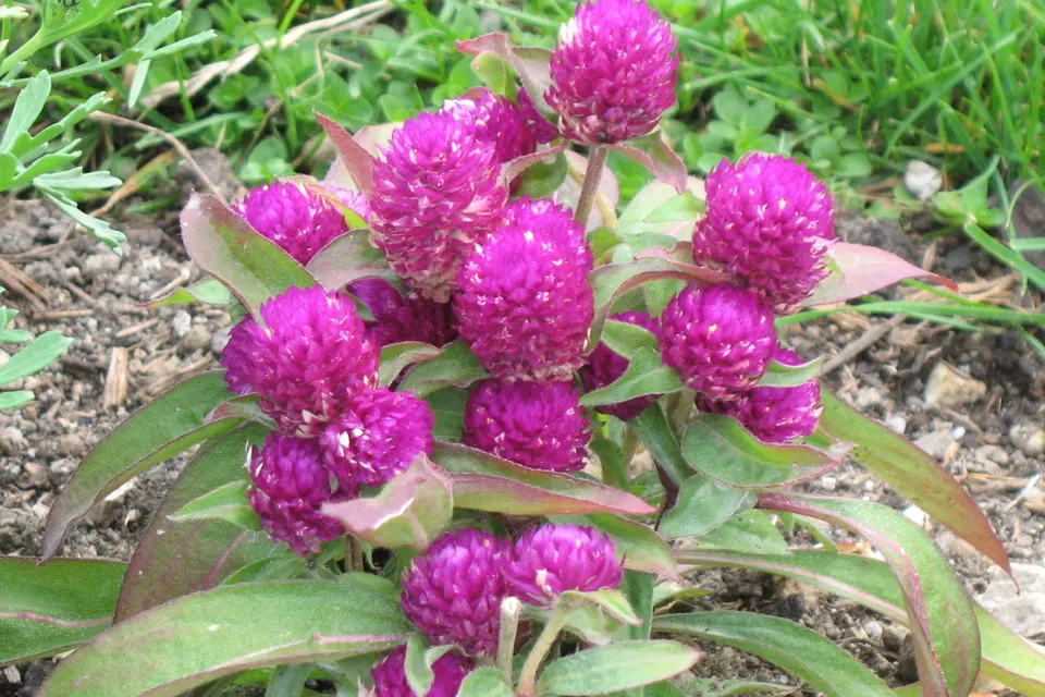 Gomphrena (Globe Amaranth)