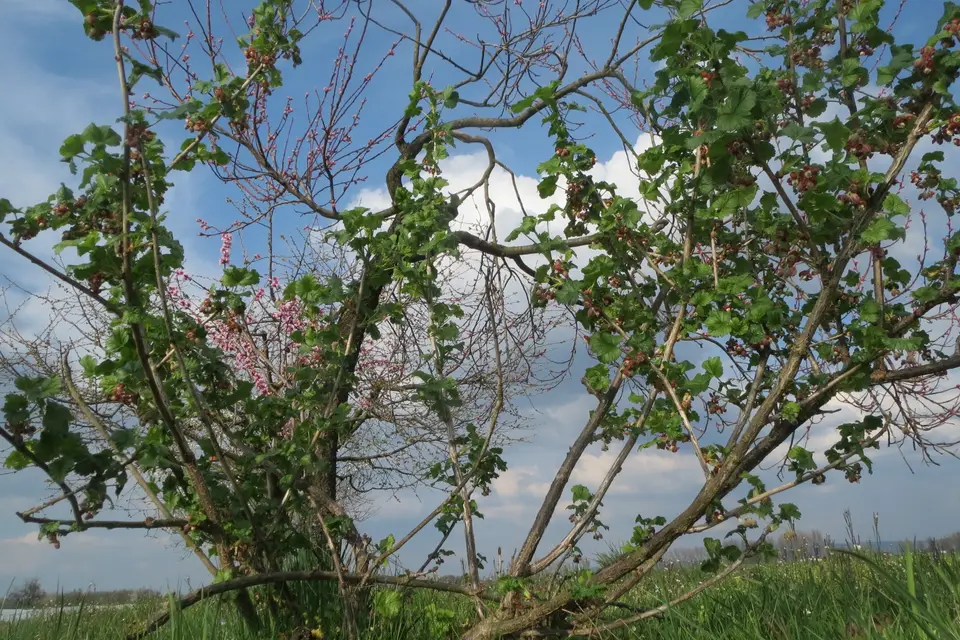 Gooseberry