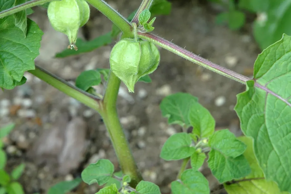 Ground Cherry (Husk Cherry)