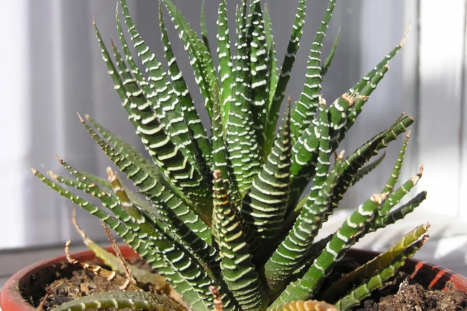 Zebra Haworthia