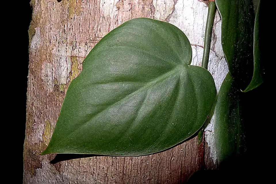 Heartleaf Philodendron
