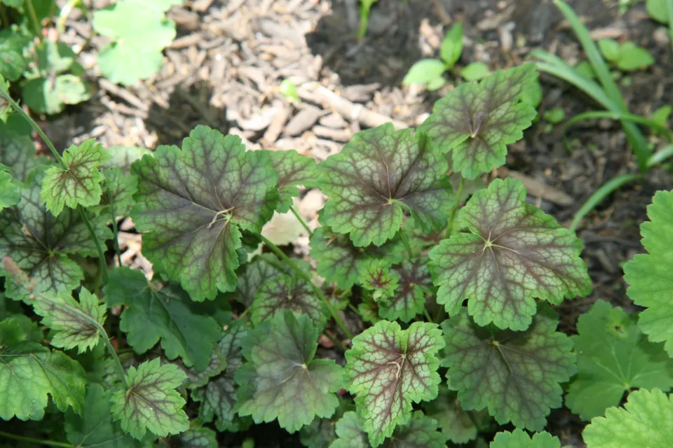 Heuchera (Coral Bells)