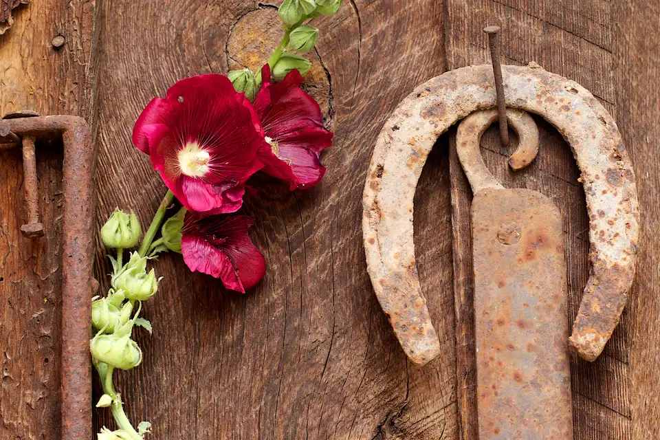 Hollyhock