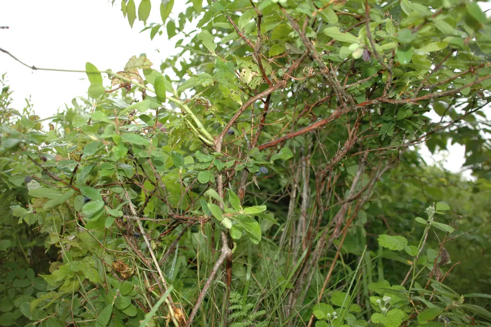 Honeyberry (Haskap)