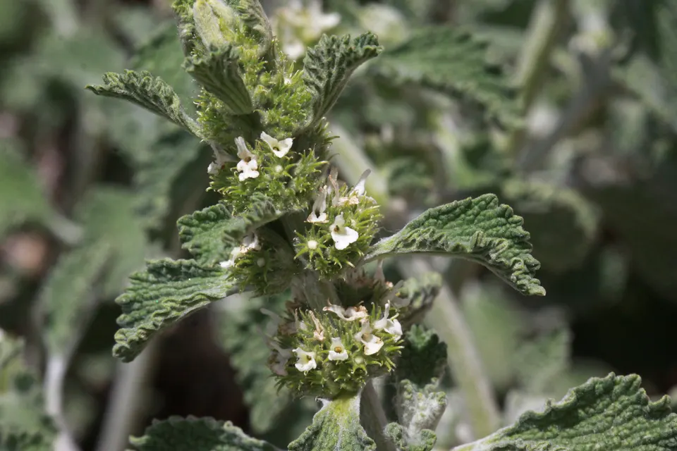 Horehound