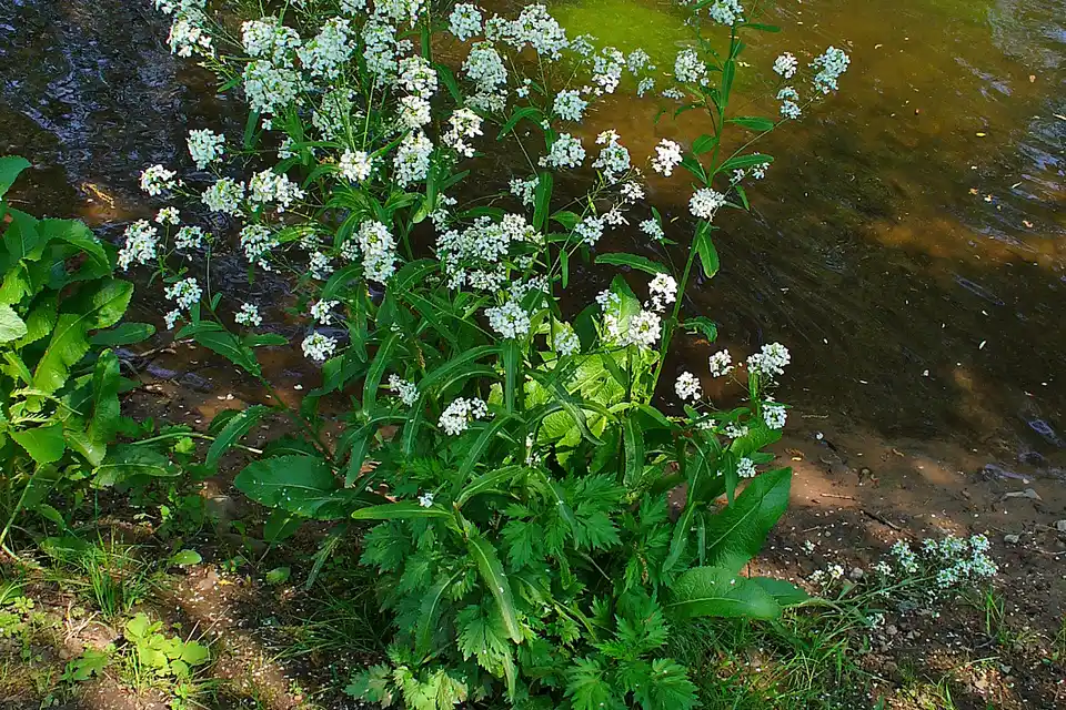 Horseradish