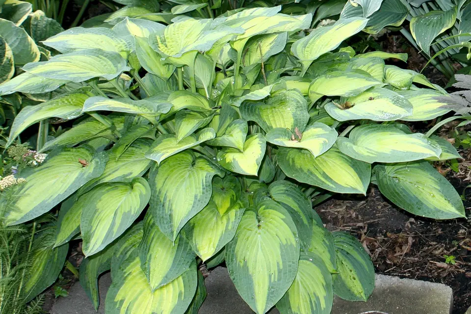 Hosta