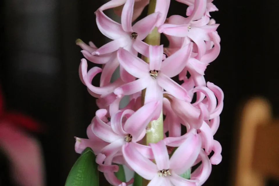 Hyacinth