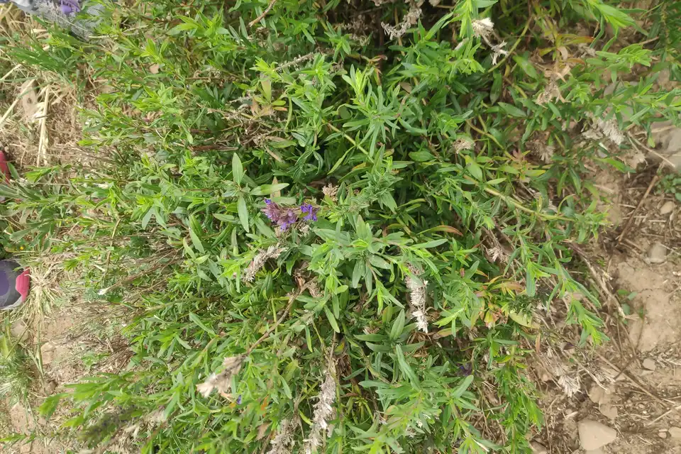 Hyssop