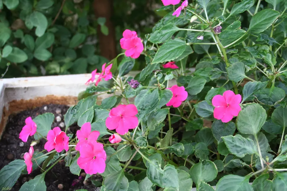 Impatiens