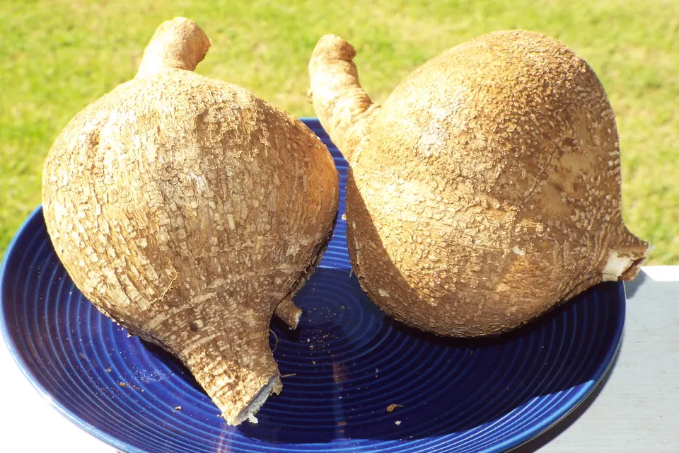 Jicama