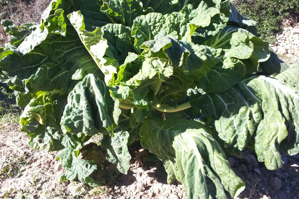 Kale