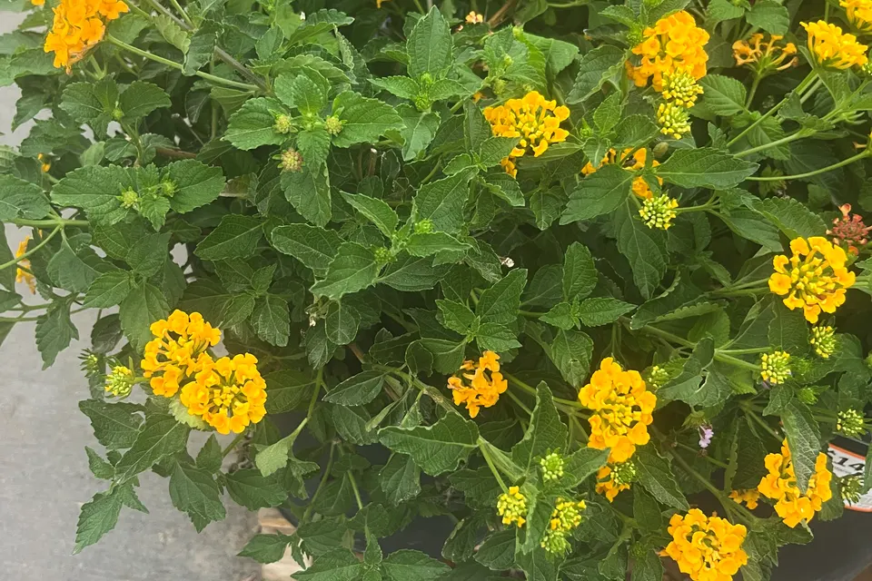 Lantana