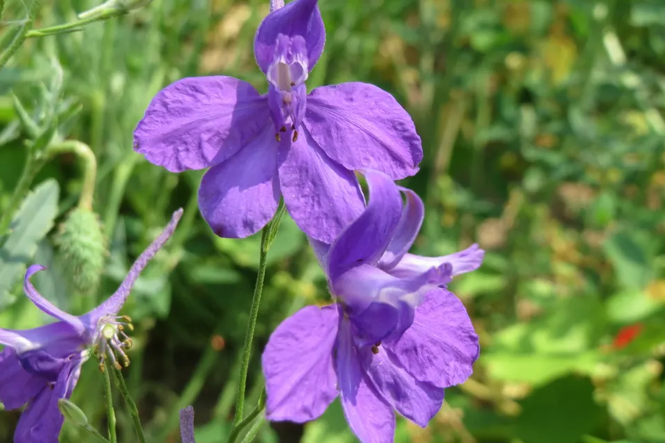 Larkspur