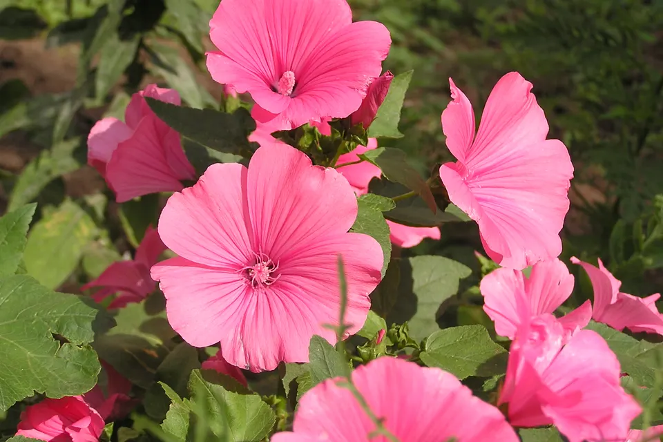 Lavatera (Annual Mallow)