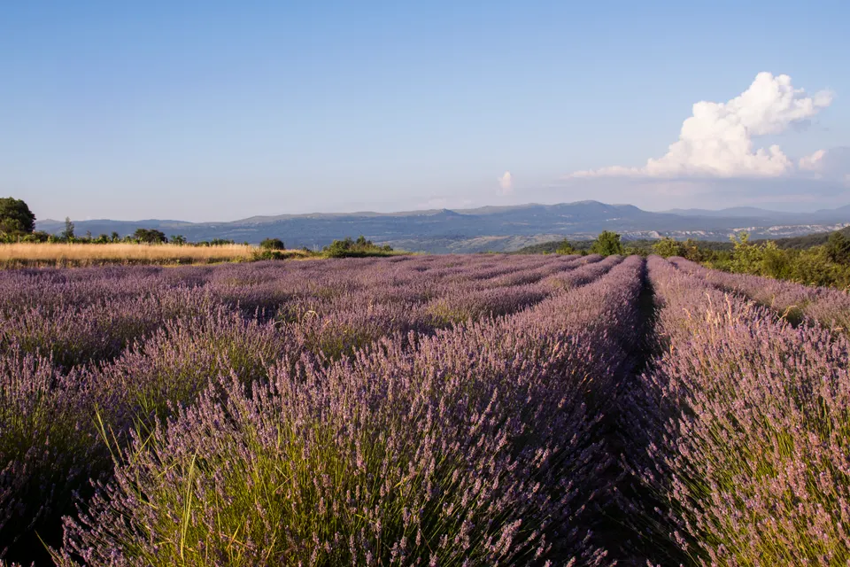 Lavender