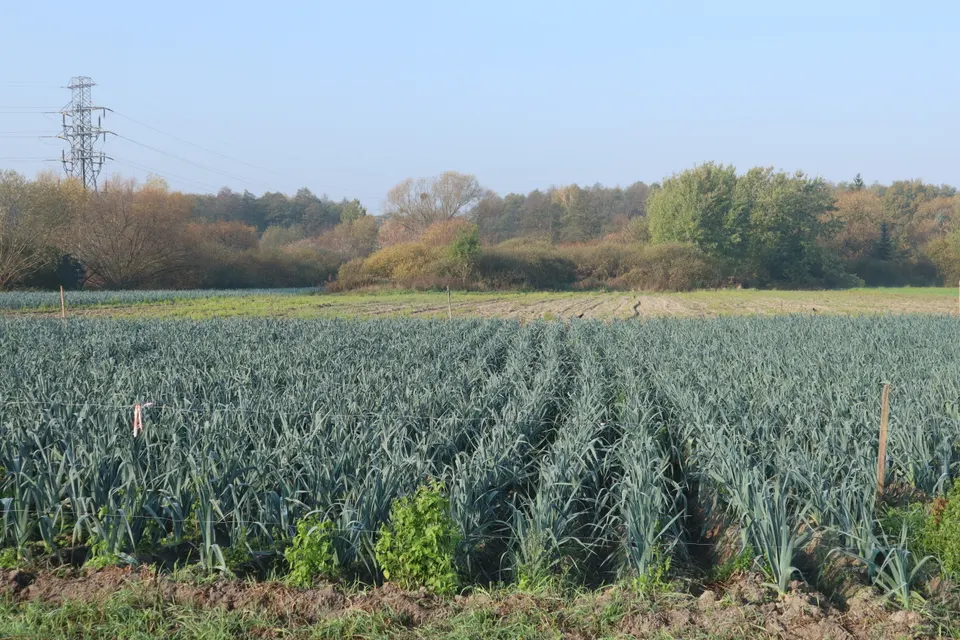 Leek