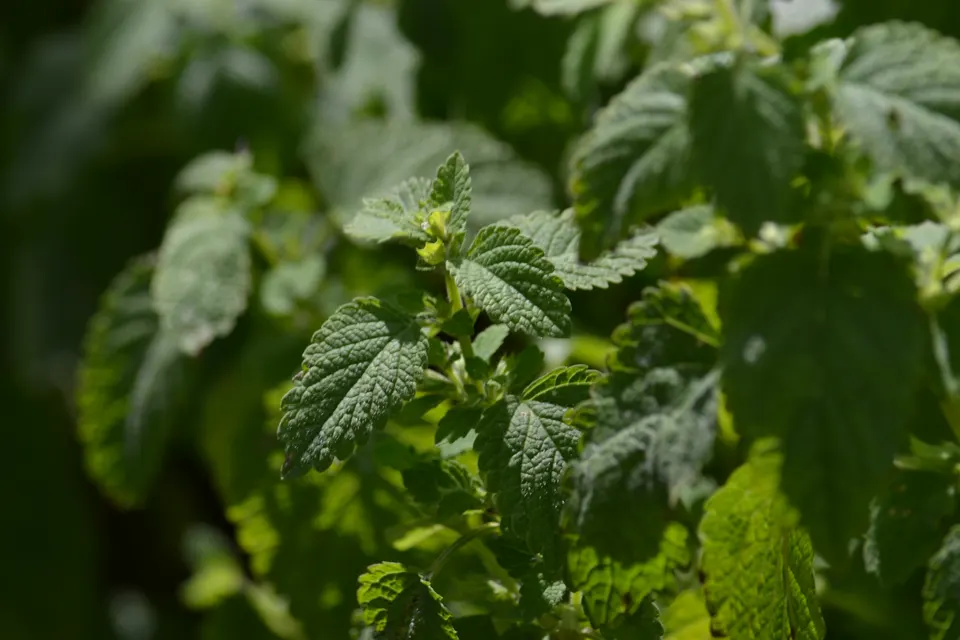 Lemon Balm