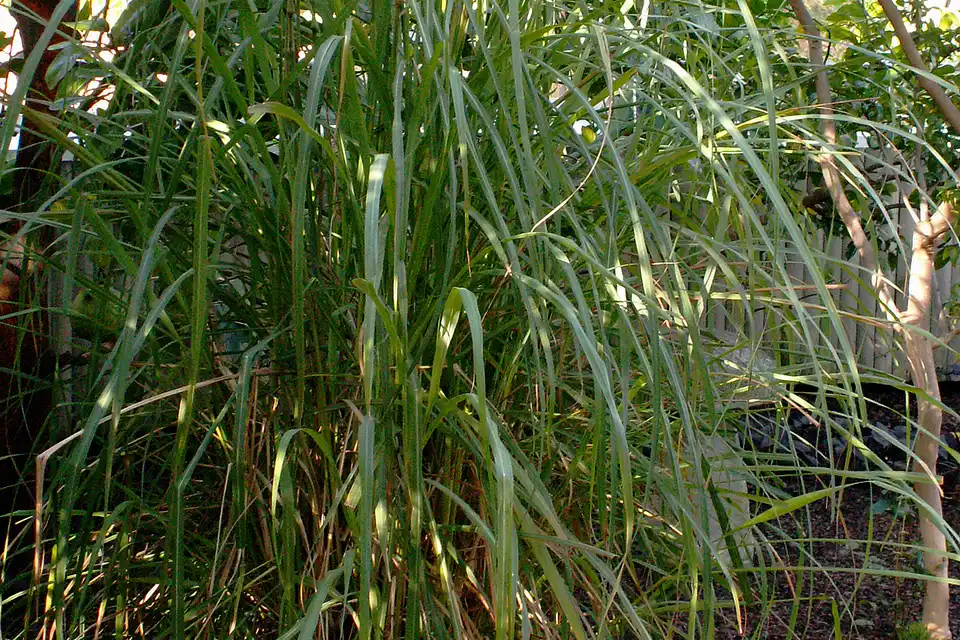 Lemongrass