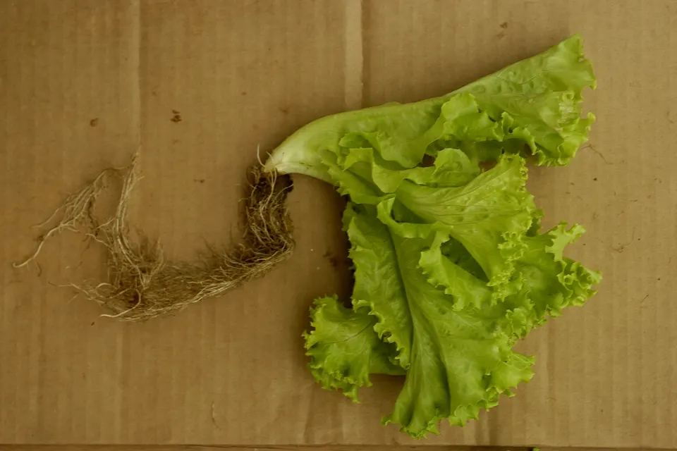 Lettuce