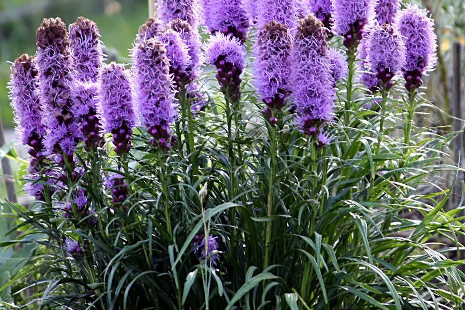 Liatris (Blazing Star)