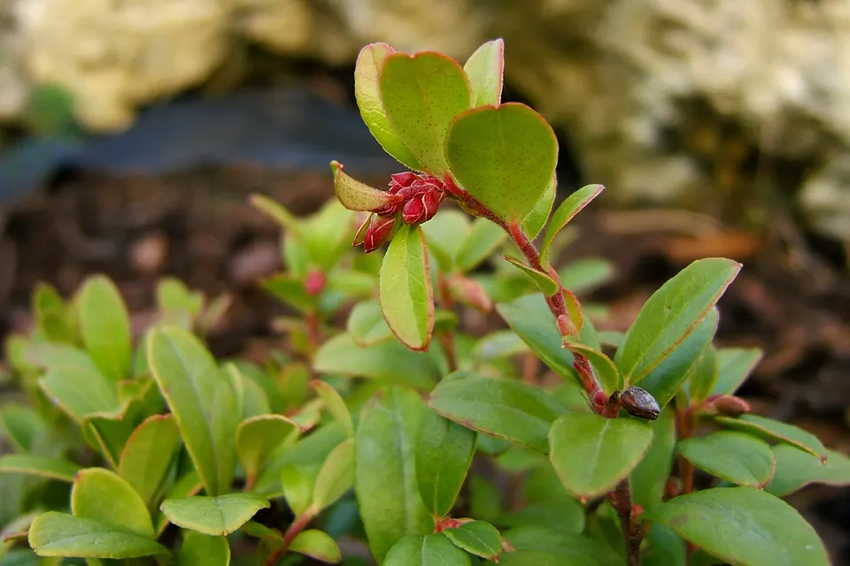 Lingonberry