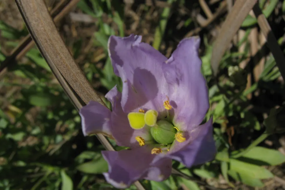 Lisianthus